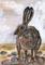 Art: BROWN HARE h3012 by Artist Dawn Barker
