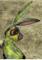 Art: A LITTLE GREEN h2535 by Artist Dawn Barker