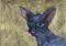 Art: ORIENTAL CAT cgl102 by Artist Dawn Barker