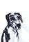Art: ROSIE by Artist Dawn Barker