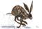 Art: BROWN HARE h2529 by Artist Dawn Barker
