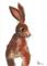Art: BROWN HARE h2542 sm by Artist Dawn Barker