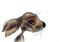 Art: BROWN HARE h2561 by Artist Dawn Barker