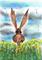 Art: HARE IN DAFFODILS h2563 by Artist Dawn Barker