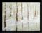 Art: SNOWY FOREST-SOLD by Artist LUIZA VIZOLI
