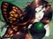 Art: Little Butterfly Fairy by Artist Nico Niemi