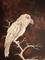 Art: Raven 7 by Artist Emily J White