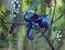 Art: Tiny Blue by Artist Nico Niemi