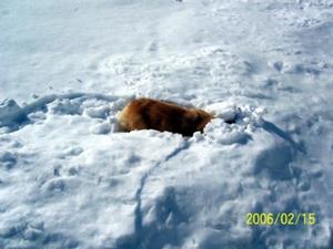 Detail Image for art Snow Corgis II