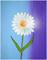 Art: WHITE FLOWER -ORIGINAL  MODERN ART FOR CHILDREN by Artist LUIZA VIZOLI