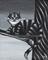 Art: THE CHESHIRE CAT #2 by Artist Martin Catterton