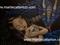 Art: SLEEPING BEAUTY by Artist Martin Catterton