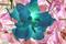 Art: HYBICUS - PRINT by Artist Dawn Hough Sebaugh