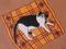 Art: Lucy on blanket by Artist S. Olga Linville