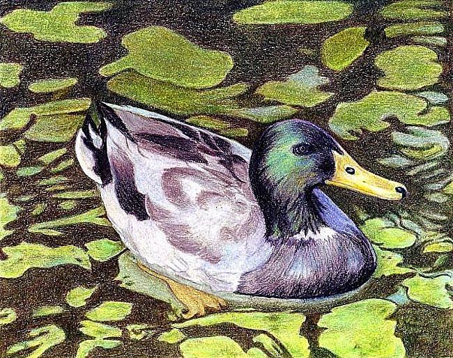 Art: Just Ducky by Artist Ulrike 'Ricky' Martin