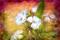 Art: Dianthus Glory by Artist Carolyn Schiffhouer