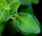 Art: Oregano by Artist Windi Rosson