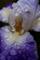 Art: Quenched Iris by Artist Windi Rosson