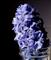 Art: Hyacinth in jar by Artist Windi Rosson