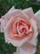 Art: Pink Rose by Artist Amie R Gillingham
