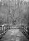 Art: An Old Tree by Artist Chris Jeanguenat
