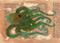 Art: Octopus 2 by Artist Emily J White