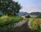 Art: Los Alamos Vineyard California impressionist oil painting by Artist Karen Winters
