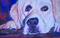 Art: Pollydog, Pollywog by Artist Caite Bonsey