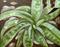 Art: Aloe Vera by Artist Alma Lee