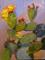 Art: Prickly Pear by Artist Delilah Smith