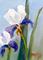 Art: Purple and White Iris by Artist Delilah Smith