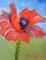 Art: Red Garden Poppy by Artist Delilah Smith