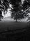 Art: Views of Fog and Trees by Artist Chris Jeanguenat