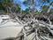 Art: Sun Bleached Driftwood, Cedar Key by Artist Chris Jeanguenat