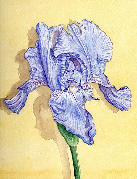 Art: Blue Iris by Artist Mark Satchwill