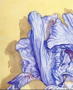 Detail Image for art Blue Iris