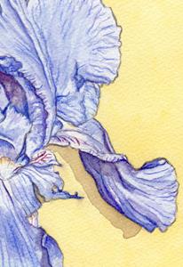 Detail Image for art Blue Iris