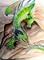 Art: Green Climbing Rock by Artist Nico Niemi