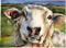 Art: Sheependipity by Artist Catherine Darling Hostetter