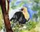 Art: Yellow headed black bird by Artist Dottie Cooper Katz