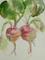 Art: Beets Aceo by Artist Delilah Smith