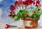 Art: Geraniums by Artist Delilah Smith
