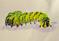 Art: Green Worm by Artist Delilah Smith