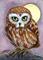 Art: Saw-Whet Owl ACEO by Artist Lisa M. Nelson