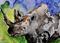 Art: Rhino.JPG by Artist Dottie Cooper Katz