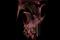 Art: Birth of Dragon by Artist Shari Lynn Schmidt