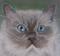 Art: Isis Ragdoll #3 by Artist Heather M. Mathieson