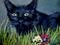 Art: Bombay Cat Stalking by Artist Heather M. Mathieson