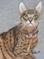Art: Chocolate Spotted Ocicat - Sold by Artist Heather M. Mathieson