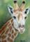 Art: Giraffe - Sold by Artist Heather M. Mathieson